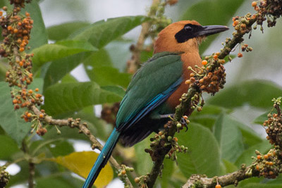 Observation d'oiseaux