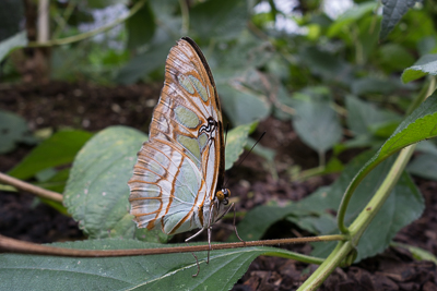 Expositions de papillons
