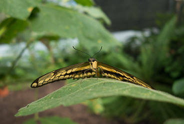 Lâcher de papillons vivants