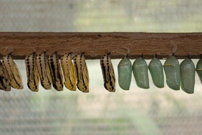 Production de papillons