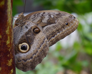Caligo Zeuxippus