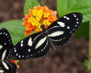 Heliconius Atthis