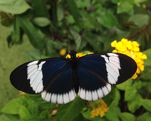 Heliconius Sapho