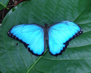 Morpho Peleides