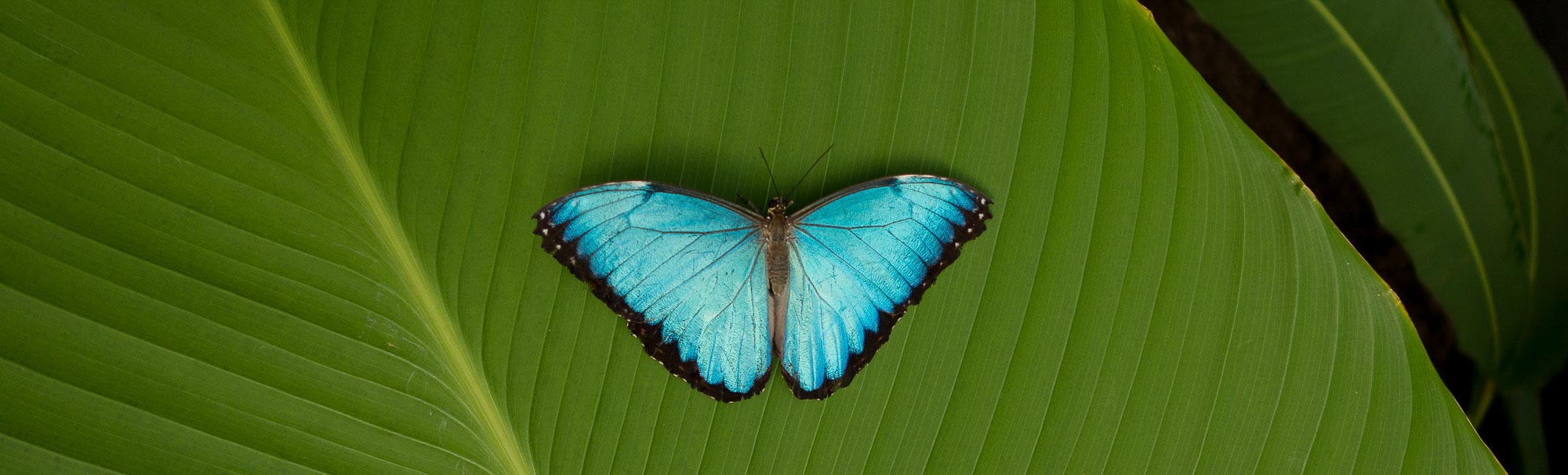 Notre production de papillons